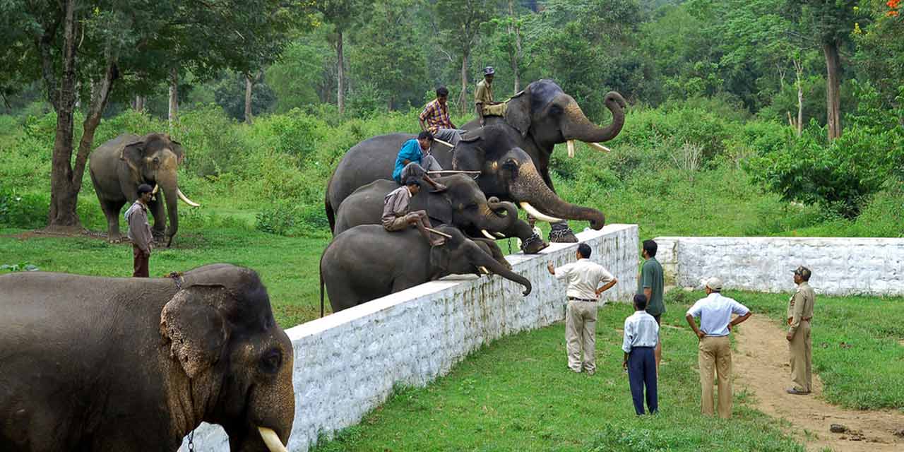 dubare elephant camp coorg