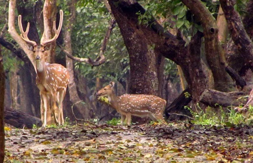 kaveri nisargadhama forest park coorg