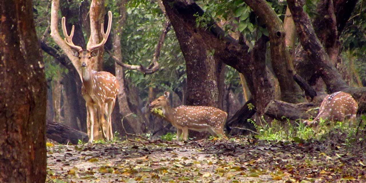 kaveri nisargadhama forest park coorg